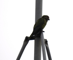 Eupsittula aurea