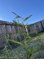 Phyllanthus urinaria