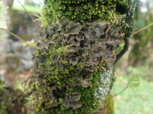 Sticta scabrosa in life