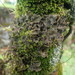 Sticta scabrosa hawaiiensis - Photo (c) Marley Ford, algunos derechos reservados (CC BY-NC-SA), subido por Marley Ford