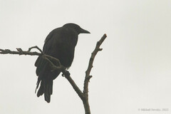 Corvus corone orientalis
