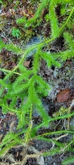 Lycopodium