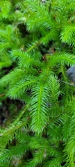 Lycopodium