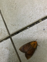 Phaegopterina