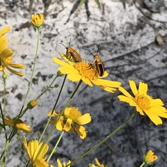 Nemognatha piazata