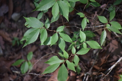 Ulmus serotina