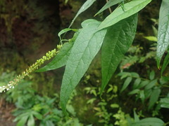 Buddleja asiatica