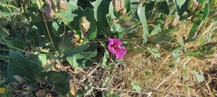 Mirabilis multiflora pubescens