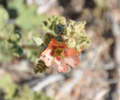 Sphaeralcea cordobensis