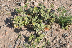 Sphaeralcea cordobensis