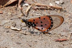 Acraea neobule