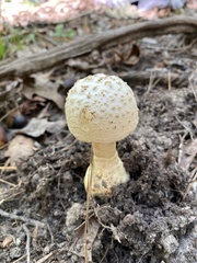Amanita rhopalopus