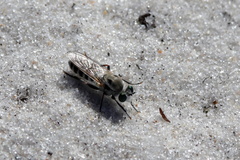 Laphystia texensis