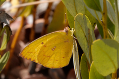 Catopsilia florella