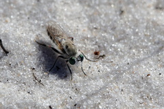 Laphystia texensis
