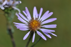 Symphyotrichum spathulatum