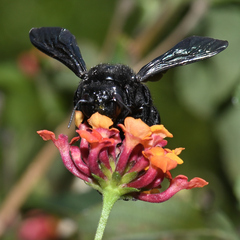 Xylocopa mexicanorum