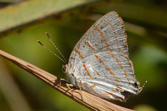 Hemiolaus caeculus