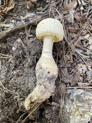 Amanita rhopalopus