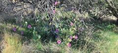 Mirabilis multiflora pubescens