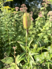 Lilium