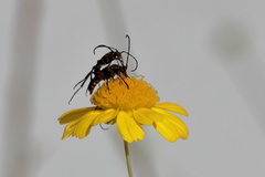 Strangalia sexnotata