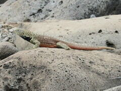 Microlophus delanonis