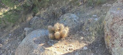 Echinocereus engelmannii engelmannii