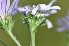 Symphyotrichum spathulatum
