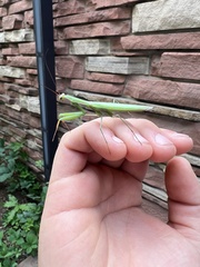 Mantis religiosa