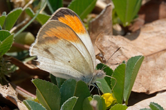 Colotis