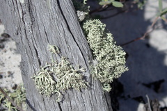 Cladonia leporina