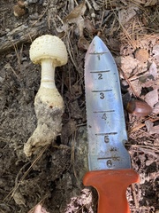 Amanita rhopalopus