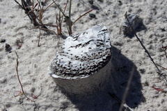 Crassostrea virginica