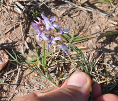 Astragalus bergii