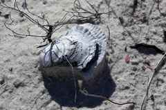 Crassostrea virginica