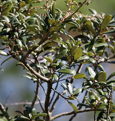 Quercus geminata