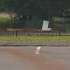 Sciurus carolinensis