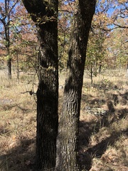 Quercus