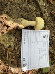 Amanita rhopalopus