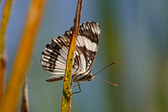 Neptis