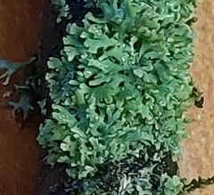 Physcia tenella