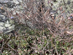 Vaccinium uliginosum