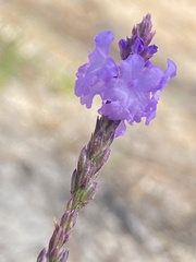 Verbena orcuttiana