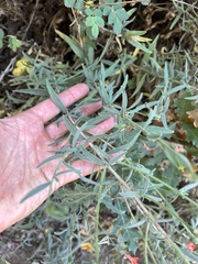 Epilobium canum