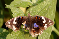 Junonia oenone