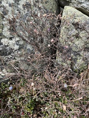 Vaccinium uliginosum