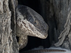 Trachylepis