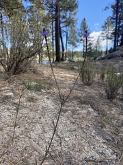 Verbena orcuttiana
