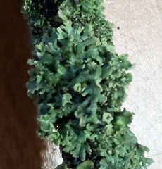 Physcia tenella